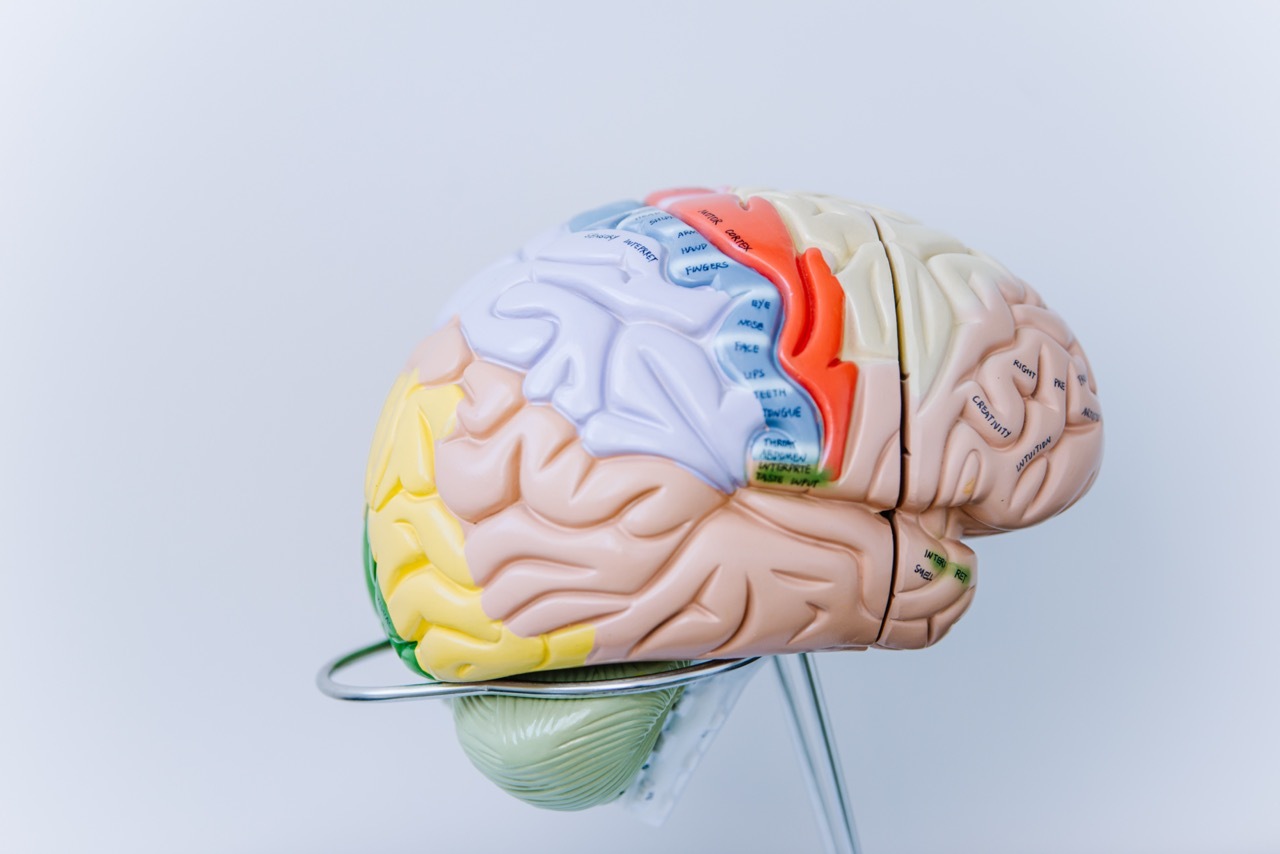 Anatomical human brain model